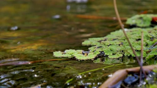 Moos in der Nähe des fließenden Wassers