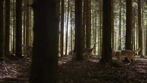 A pack of wolfhounds in the forest