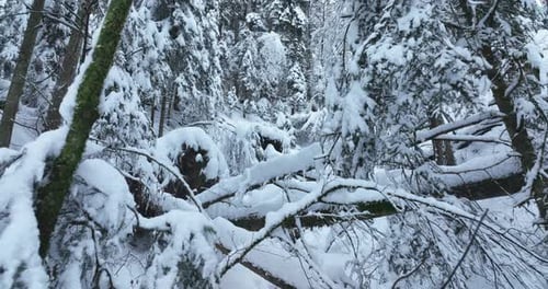 Forest Winter Wonderland Nature Landscape Scenery