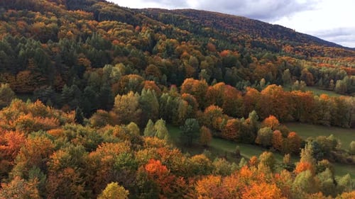 Aerial View of Colorful Autumn Forest with Orange and Green Trees