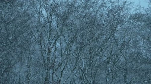 Schneefall mit Waldkulisse