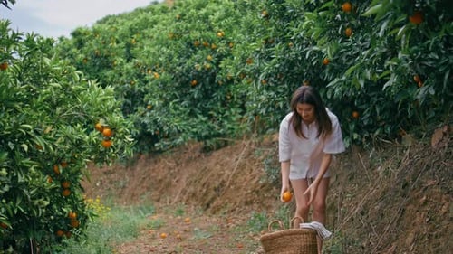 Woman Farmer Harvesting Oranges Fruits Garden Lady Putting Tangerine in Basket