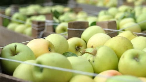Farmers Harvesting Golden Apples