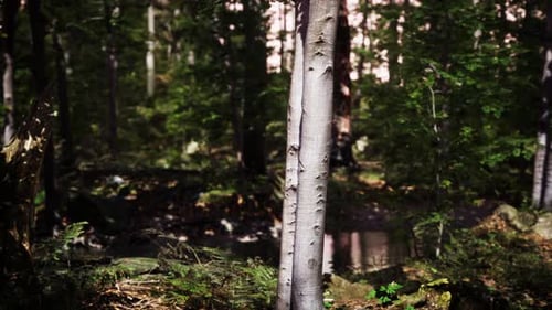 Forest Scene with Mossy Ground in Sunny Evening in Summer