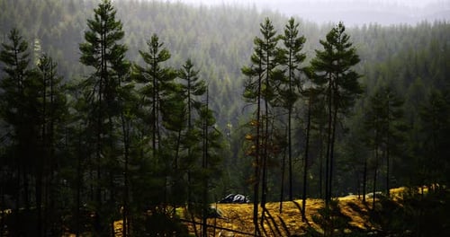 Forest Layers in Early Morning Light Showcasing Natures Beauty and Tranquility