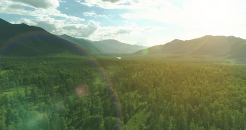 Aerial View Low Flight Above Evergreen Pine Tree Landscape with Endless Mountain Forest at Sunny