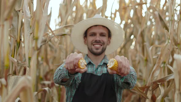 Farmer in Field of Dried Corn Breaks Overripe Ear of Corn and Shows ...