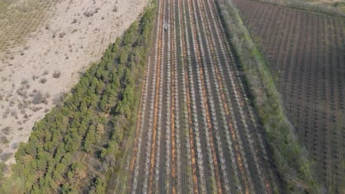 Fotografía aérea: un tractor de barril rocía un contaminante químico, insecticida o fungicida en el huerto