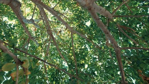 schöner Baum