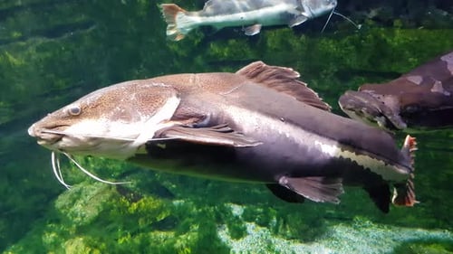 Redtail catfish (phratocephalus hemioliopterus) and arapaima swimming very close to the camera