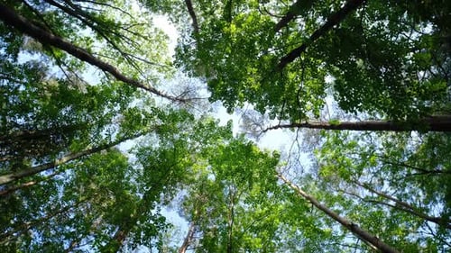 Beautiful trees in the forest. Camera movement inside the forest.