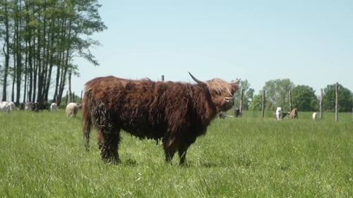 Highland Cow Stands in Grassy Rural Pasture