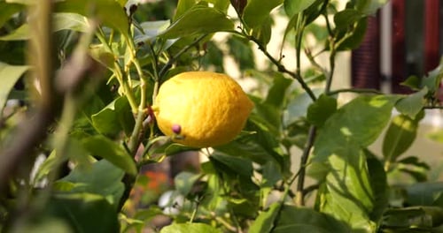Lemon Growing on a Lush Green Citrus Tree