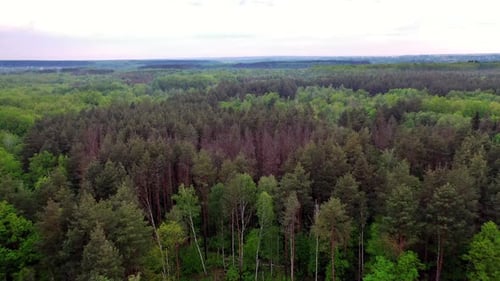 Native Forest Landscape From Drone. Beautiful bird eye view of green tree forest background