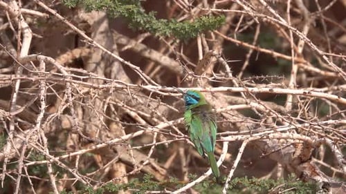 Bee Eater bird on branch