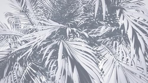 White Palms Background