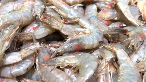 Closeup of Fresh Shrimps at the Fish Market