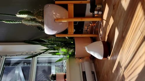 Difusor de aromaterapia para saúde mental por plantas domésticas em uma vista vertical interna ensolarada
