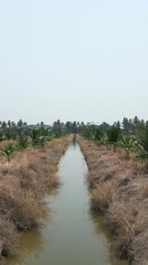 Camera Traverses Coconut Cultivation Field