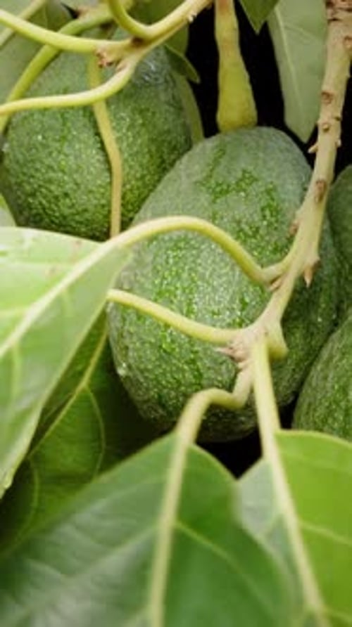 Vertical video. A Branch with Avocado, a Male Hand Spreading the Leaves and Examining the Fruits.