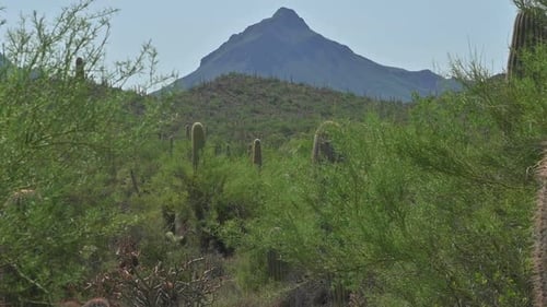 Scenery Of Saguaros And Lush Vegetation With Silhouetted Mountain In Background At Tucson, Arizona,
