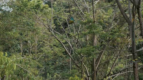 Free macaw parrot flying in rainforest