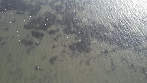 White Birds on Sea