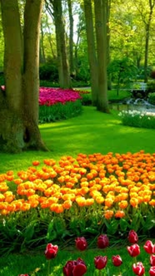 Keukenhof Flower Garden Lisse the Netherlands