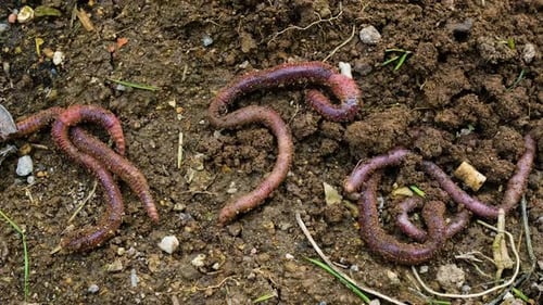 Earthworms Crawling on Rich Soil and Dirt