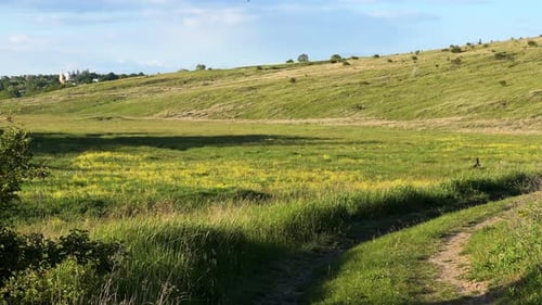 Small Group of Barn Swallows with Long, Deeply Forked Tail, Flying Around a Green Meadow with Rural
