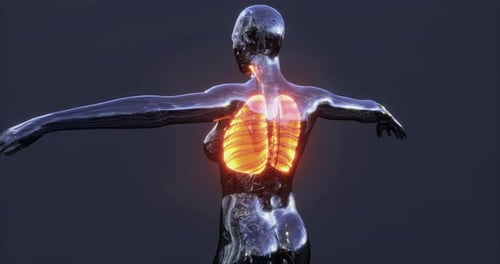3D Human Lungs Breathing Animation in Transparent Body