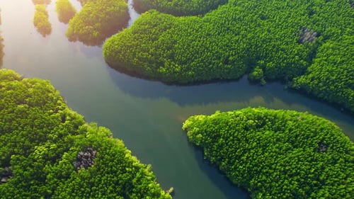 Aerial view over green mangrove forest