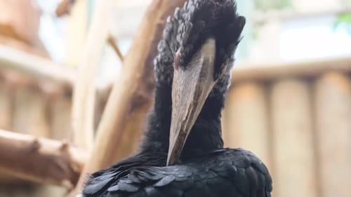 Black Bird Perched on Wood Branch with Long Beak Feathered Wing