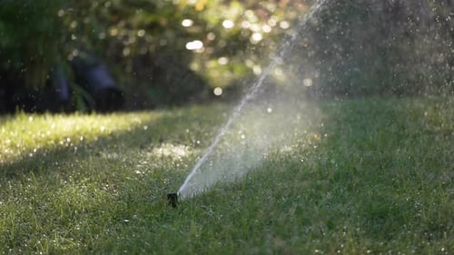 Rasengrasbewässerung mit automatischem Sprinkler, der den grünen Hinterhof während der Trockenzeit schützt