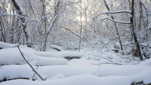 Winter Season Nature Landscape of Snowy Forest