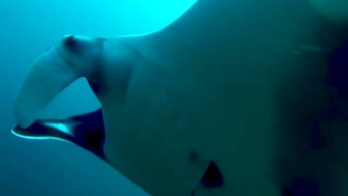 Mantaray no Mar do Caribe Mexicano de Isla Mujeres