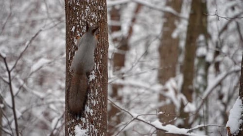 A red squirrel climbs the trunk of a pine tree in a winter forest