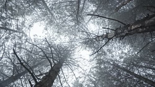 Misty forest trees reaching towards the sky in a serene, ethereal atmosphere