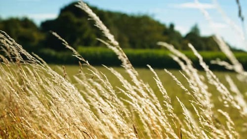 Golden grasses sway in the wind on a sunny day. This clip can be used as a background or establishin