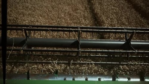 Harvesting golden wheat on a sunny day