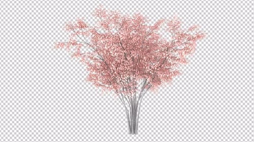 Barberri Tree Leaf Windy Transparent Background