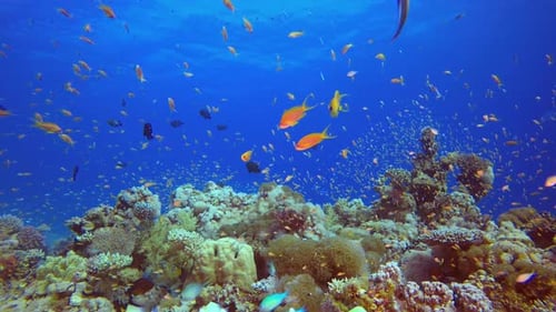 Tropical Underwater Colourful Reef