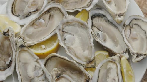 Fresh raw edible oysters, popular shellfish seafood close-up.