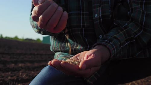 Farmer Examining Seeds Before Planting in Field