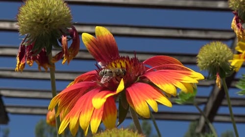 Honey bee landing on a big red, orange and yellow flower, drinking some nectar, and flying away. Clo