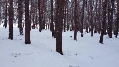 Walking In The Snowy Forest