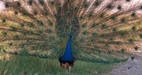 A large pheasant, a beautiful peacock walks the field, beautiful large lush feathers, green blue c