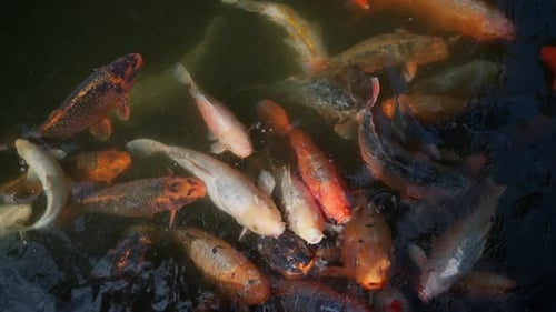 Les poissons koï se rassemblent pour se nourrir dans un étang pendant la journée dans un parc public