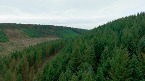 Vast Mountain Coniferous Forest Covering Slopes with Distant Peaks Visible Dense Evergreen Trees