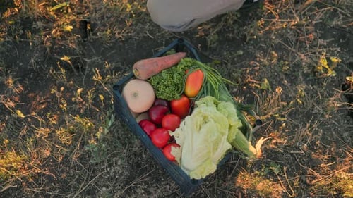 Fresh Harvest: Person Fills Crate with Colorful Vegetables